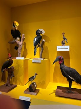 特別展「鳥 ～ゲノム解析が解き明かす新しい鳥類の系統～」国立科学博物館に投稿された画像（2025/1/10）