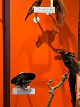 特別展「鳥 ～ゲノム解析が解き明かす新しい鳥類の系統～」国立科学博物館に投稿された画像（2025/1/10）