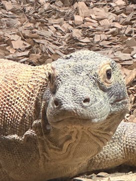 名古屋市東山動植物園に投稿された画像（2025/1/10）