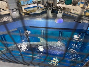 沖縄美ら海水族館に投稿された画像（2025/1/10）