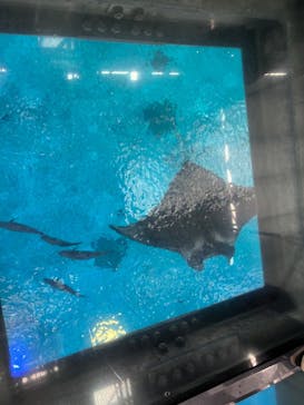 沖縄美ら海水族館に投稿された画像（2025/1/10）