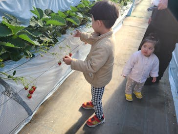 いちご園ラフレーズに投稿された画像（2025/1/10）