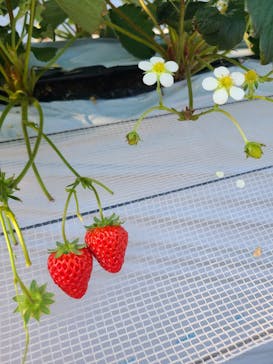 いちご園ラフレーズに投稿された画像（2025/1/10）