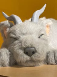 SPITZ,NOW! ～ロック大陸の物語展〜 Special Supporter マイナビに投稿された画像（2025/1/11）