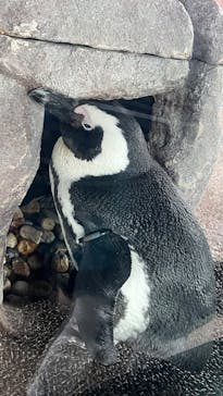 京都水族館に投稿された画像（2025/1/11）
