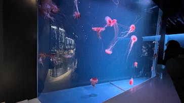 京都水族館に投稿された画像（2025/1/11）