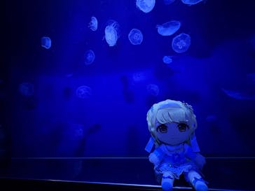 サンシャイン水族館に投稿された画像（2025/1/11）