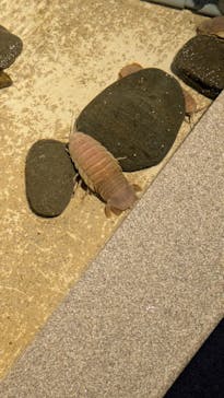 新江ノ島水族館に投稿された画像（2025/1/11）