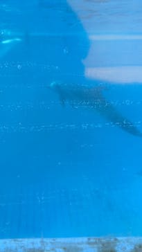 新江ノ島水族館に投稿された画像（2025/1/11）