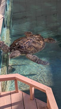 新江ノ島水族館に投稿された画像（2025/1/11）