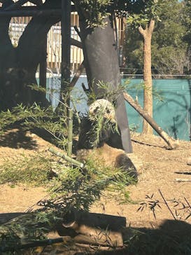 恩賜上野動物園に投稿された画像（2025/1/11）