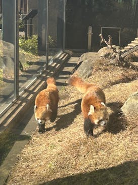 恩賜上野動物園に投稿された画像（2025/1/11）