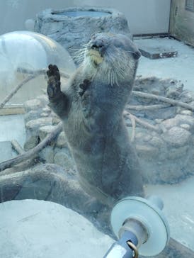 横浜・八景島シーパラダイスに投稿された画像（2025/1/11）