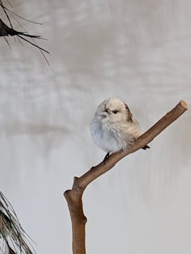 特別展「鳥 ～ゲノム解析が解き明かす新しい鳥類の系統～」国立科学博物館に投稿された画像（2025/1/11）