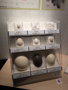 特別展「鳥 ～ゲノム解析が解き明かす新しい鳥類の系統～」国立科学博物館に投稿された画像（2025/1/11）