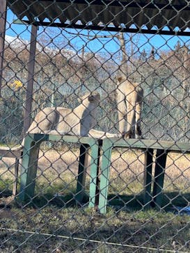 那須サファリパークに投稿された画像（2025/1/11）