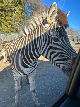 那須サファリパークに投稿された画像（2025/1/11）