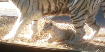 東武動物公園に投稿された画像（2025/1/11）