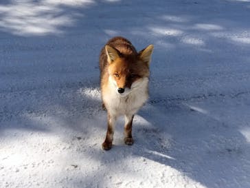 軽井沢スノーパークに投稿された画像（2025/1/11）