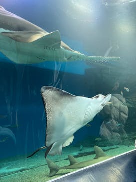 マクセル アクアパーク品川に投稿された画像（2025/1/11）