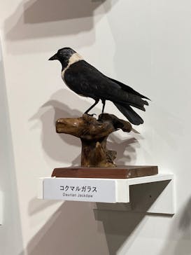 特別展「鳥 ～ゲノム解析が解き明かす新しい鳥類の系統～」国立科学博物館に投稿された画像（2025/1/11）
