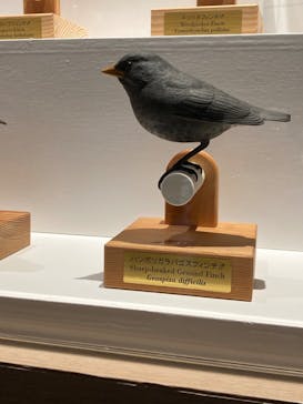 特別展「鳥 ～ゲノム解析が解き明かす新しい鳥類の系統～」国立科学博物館に投稿された画像（2025/1/11）
