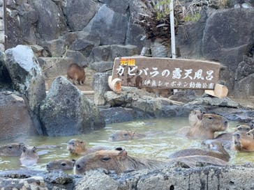 伊豆シャボテン動物公園に投稿された画像（2025/1/11）