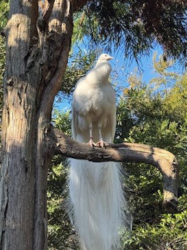 伊豆シャボテン動物公園に投稿された画像（2025/1/11）