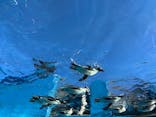 サンシャイン水族館に投稿された画像（2025/1/11）