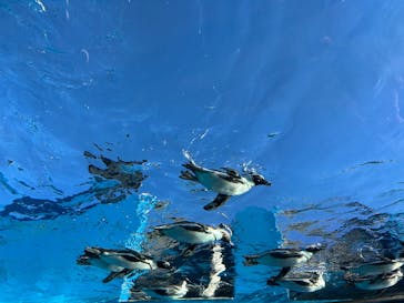 サンシャイン水族館に投稿された画像（2025/1/11）