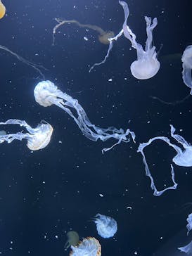 サンシャイン水族館に投稿された画像（2025/1/11）