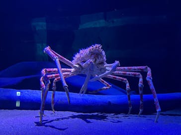 竹島水族館に投稿された画像（2025/1/11）