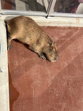 竹島水族館に投稿された画像（2025/1/11）