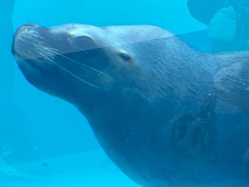 竹島水族館に投稿された画像（2025/1/11）