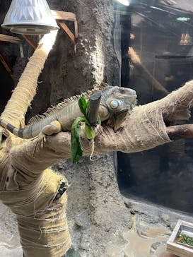 恩賜上野動物園に投稿された画像（2025/1/11）