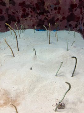 沖縄美ら海水族館に投稿された画像（2025/1/11）