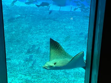 沖縄美ら海水族館に投稿された画像（2025/1/11）