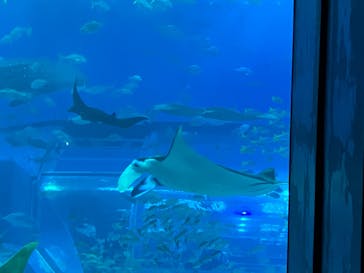 沖縄美ら海水族館に投稿された画像（2025/1/11）