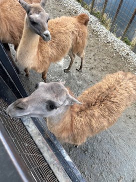 那須サファリパークに投稿された画像（2025/1/11）