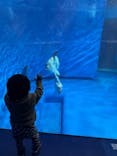 アクアワールド茨城県大洗水族館に投稿された画像（2025/1/11）