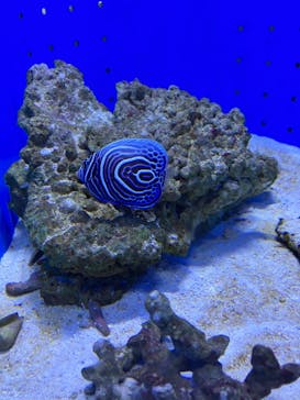 幼魚水族館に投稿された画像（2025/1/11）