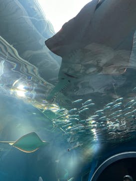 マクセル アクアパーク品川に投稿された画像（2025/1/11）