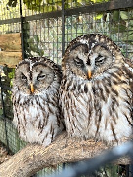 しろとり動物園に投稿された画像（2025/1/11）