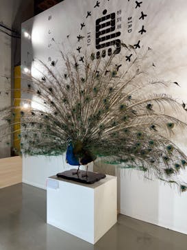 特別展「鳥 ～ゲノム解析が解き明かす新しい鳥類の系統～」国立科学博物館に投稿された画像（2025/1/11）