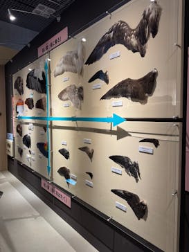 特別展「鳥 ～ゲノム解析が解き明かす新しい鳥類の系統～」国立科学博物館に投稿された画像（2025/1/11）