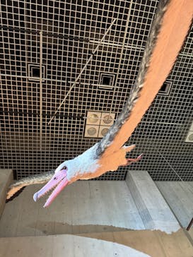 特別展「鳥 ～ゲノム解析が解き明かす新しい鳥類の系統～」国立科学博物館に投稿された画像（2025/1/11）