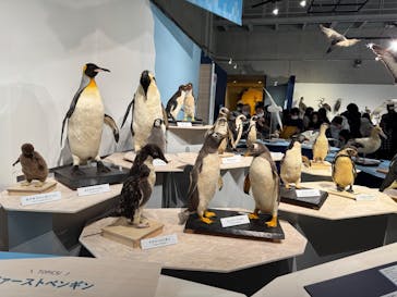 特別展「鳥 ～ゲノム解析が解き明かす新しい鳥類の系統～」国立科学博物館に投稿された画像（2025/1/11）
