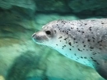 アクアワールド茨城県大洗水族館に投稿された画像（2025/1/11）