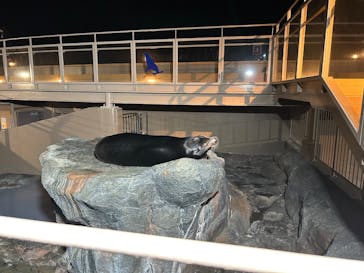 アクアワールド茨城県大洗水族館に投稿された画像（2025/1/12）