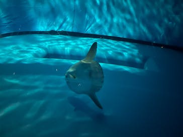 アクアワールド茨城県大洗水族館に投稿された画像（2025/1/12）
